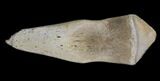 Nice Ornithomimus Foot Claw - Two Medicine Formation #13717-2
